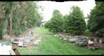 Apiary in Pahala, HI 12.8.2010