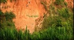 Worlds Largest Macaw Clay Lick