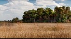 Kissimmee Prarie
