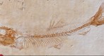 Leptolepides sprattiformis, CM 4249 (fossil fish), 3.6 gigapixel image created from 12,240 photographs