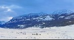 Yellowstone - Lamar Valley