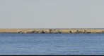 Salisbury State Park Beach and Jetty from Plum Island, Massachusetts