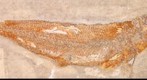 Tharsis dubius, CM 4716 (fossil fish), 5.4 gigapixel image created from 22,610 photographs