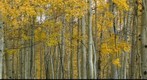 Aspen trees