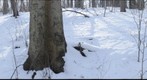 Snowy Hillside