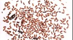 Bark beetles and ambrosia beetles, 1.9 gigapixel macro photograph