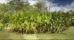 Tripsacum latifolium
