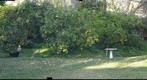 101228 Goleta, California, citrus on ground in backyard with sammy pondering buddha
