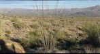 Horned Lizard Ranch 2