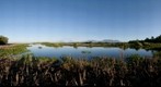 Monterrico mangrove swamp waterlily eco-system Guatemala's volcanos