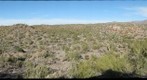 Horned Lizard Ranch 1