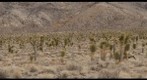 Cactie on route to Racetrack Playa, Death Valley California