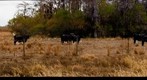 Cows on the prairie