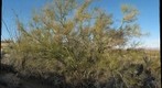 Palo Verde - Horned Lizard Ranch