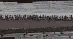 110101 Goleta, California Haskell beach 550 brown pelicans 450 heermann's gulls