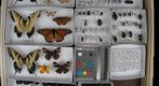 NCSU ENT 502 (Insect Systematics) Collection - Colin 1 