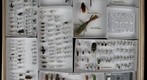 NCSU ENT 502 (Insect Systematics) Collection - Colin 2