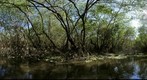 Mayan ethnobotany, waterlily Nymphaea ampla mangrove swamp eco-system, Monterrico, Guatemala