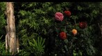 Arboretum Swath