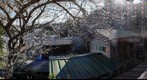 Plum (Ume) tree outside my window