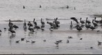 110101 Goleta, California Haskell Beach brown pelicans and gulls another group
