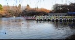 Inokashira Koen (Park), Kichijoji, Tokyo, Japan