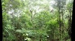 Singapore City Scenes - Mature Secondary Forest