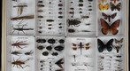 NCSU ENT 502 (Insect Systematics) Collection - Kevin 1