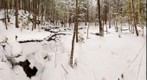 Along Mink Brook Trail