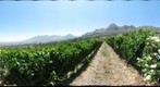UvaMira Vines