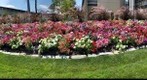 CMU Flowers