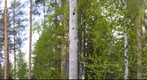Garrot - Finland