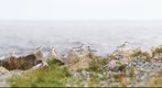 Sternes