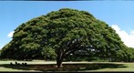 The Hitachi Tree