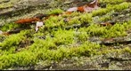 MacroPan of moss growing on a fallen tree