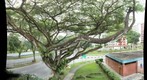 Singapore City Scenes - Roadside Trees