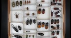 Drawer for stereoscopic panorama: center image (Lucanidae: stag beetles)