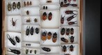 Drawer for stereoscopic panorama: left image (Lucanidae: stag beetles)