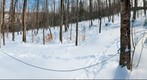 Sugar Bush