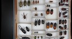 Drawer for stereoscopic panorama: right image (Lucanidae: stag beetles)