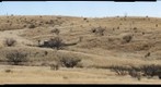 Arizona Grassland