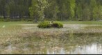Swan