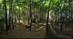 Bamboo Grove at Hokokuji Temple, Kamakura