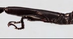 Giant straight-snouted weevil, 320 Megapixel Macro Photograph