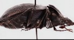 One-color Snail-eating Beetle, 1.3 Gigapixel Macro Photograph