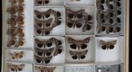 Noctuidae 22