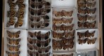 Noctuidae 21
