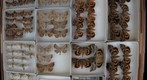 Noctuidae 20