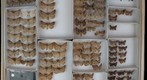 Noctuidae 19