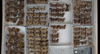 Noctuidae 17
